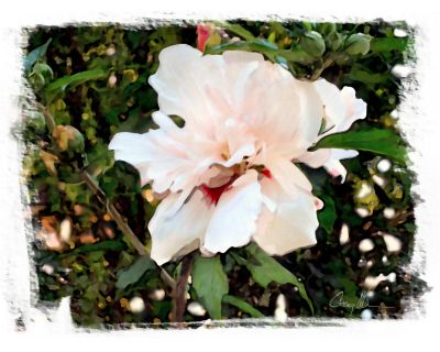 Elisabeth's Rose of Sharon 2